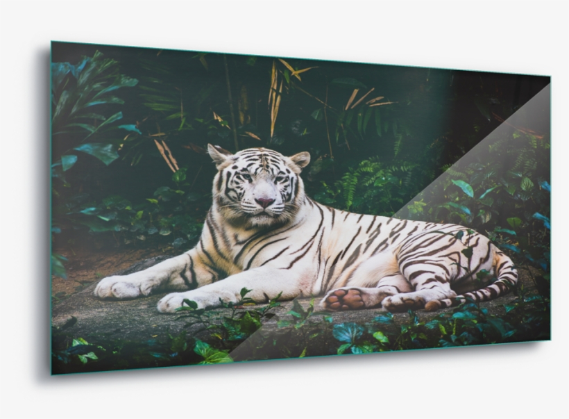 White Tiger Wild Animal Canvas Amp Glass Wall - Tigre Branco, transparent png download
