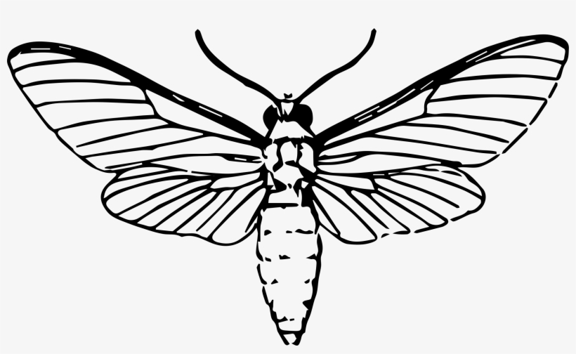 Big Image - Moth Drawing, transparent png download