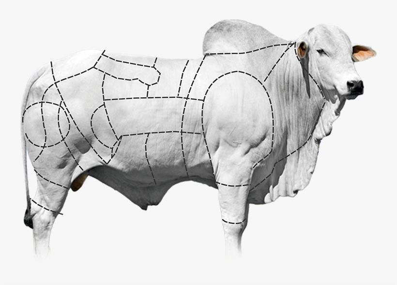 Boi De Corte Png, transparent png download