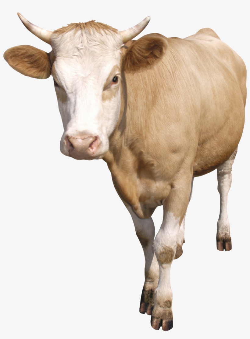 Dairy Cow, transparent png download