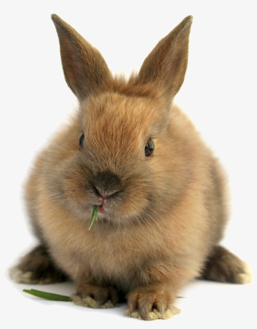 Rabbit Bunny Png Download Image - April Marketing Ideas, transparent png download