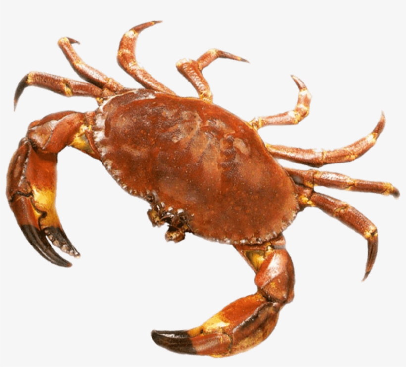 Free Png Crab Png Images Transparent - Bento Fun Learning Adventure Lost In Jungle Dvd - English, transparent png download