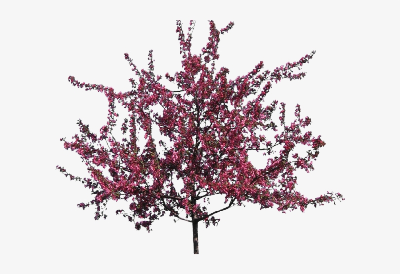 Crab Png Transparent Images - Crab Apple Tree PNG Image | Transparent