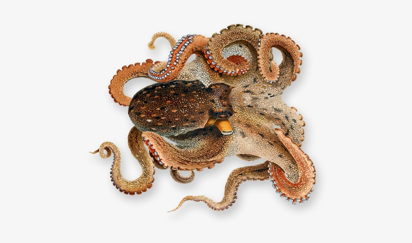 Octopus Png Image Transparent Background - Octopus Png, transparent png download