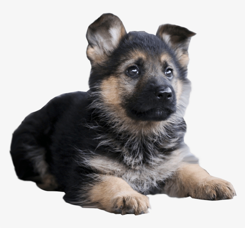 35 Days Old German Shepherd, transparent png download