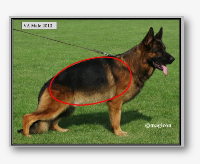 Chapter Of A Research Paper Biomed Central Blog Network - Do German Shepherds Have Sloped Backs, transparent png download
