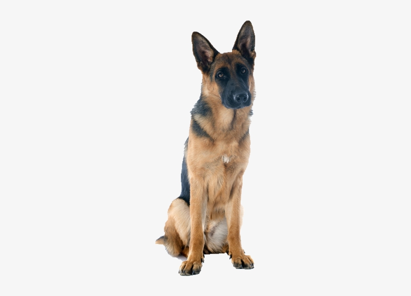 german shepherd accessories