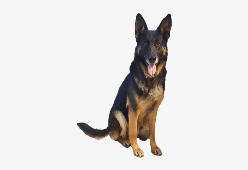 Our Kennel Services - German Shepherd Puppies Png, transparent png download
