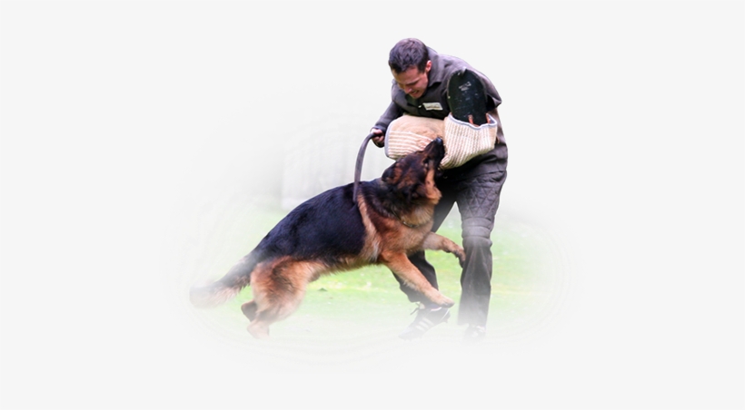 Protection Dog, Protection Work, Bite Work, German - Protection Work Dogs, transparent png download