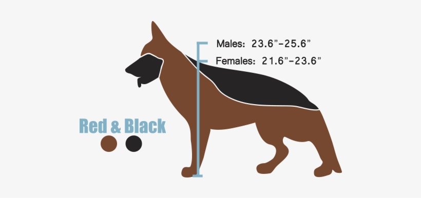 The West European Show Line - Black German Shepherd Height And Weight, transparent png download