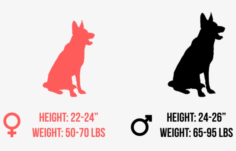 German Shepherd Size - Official Military Scout Dog Handler Ornament (roun, transparent png download