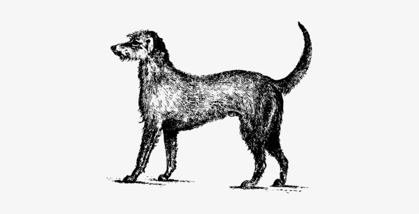 Irish Wolfhound Irish Terrier German Shepherd Wolfdog - Irish Wolfhound Vector, transparent png download