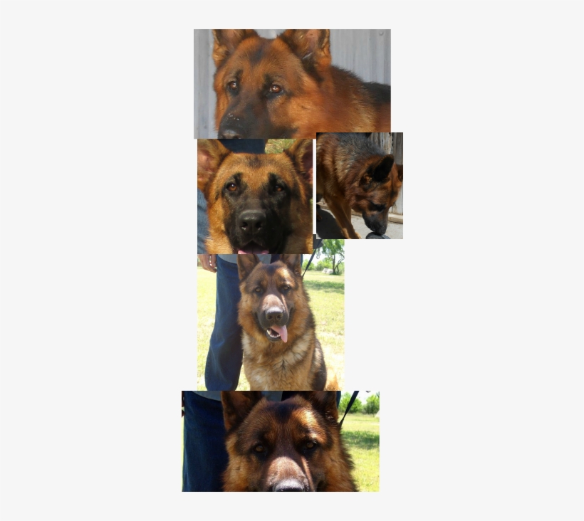 German Shepherd, transparent png download