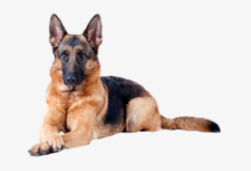 German Shepherd Clipart Transparent Background - Pastor Alemão Capa Preta, transparent png download