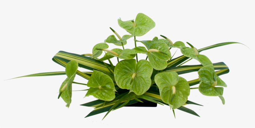 Anthurium Hawaiian Flowers - Houseplant, transparent png download