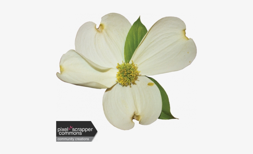 Dogwood Vector Watercolor Picture Black And White Download - Transparent Flowering Dogwood Png Image | Transparent Png Free Download On Seekpng