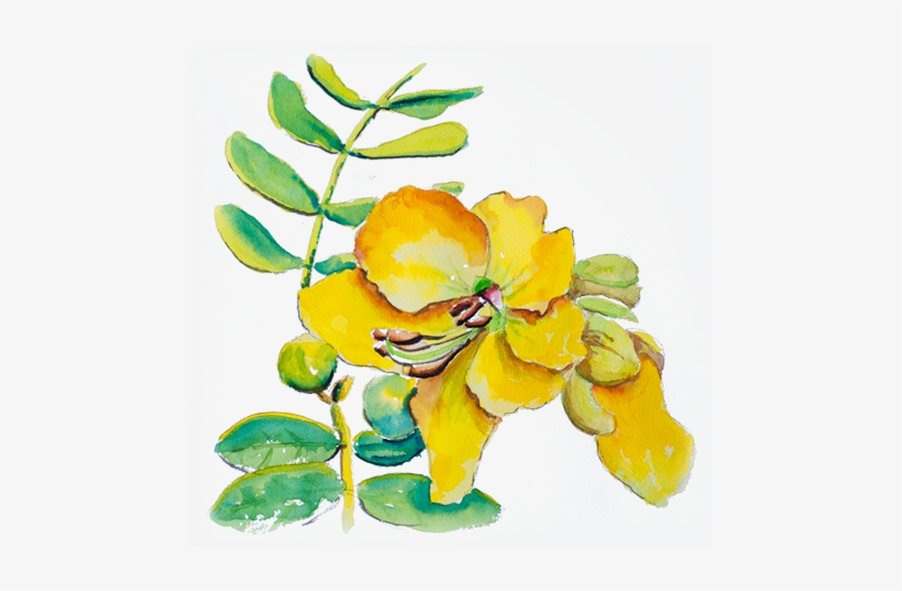 Hyaluronic Acid - Caesalpinia, transparent png download