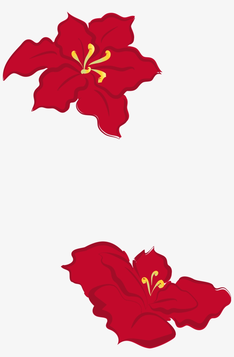 Flower Images 2018 » Poinsettia Flower Outline - Poinsettia, transparent png download