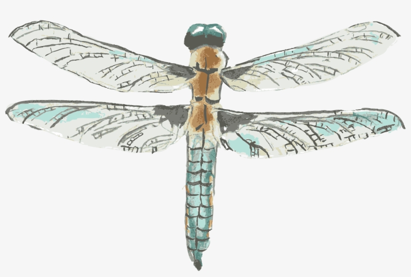 Dragonfly Transparent Flower Drawing - Ailes Libellule Png, transparent png download