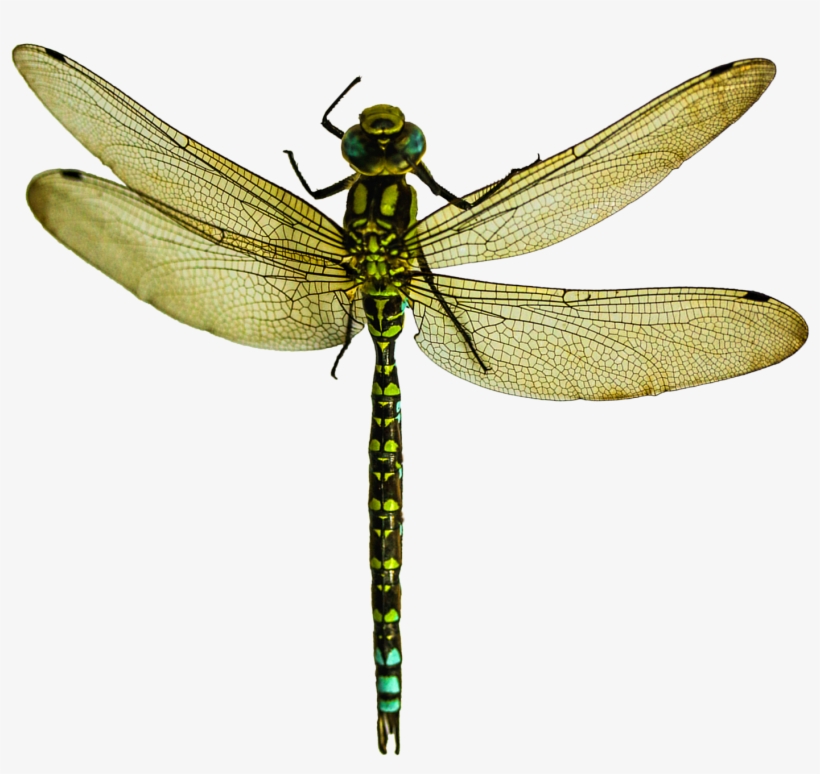 Png Images Free Download - Dragonfly Png, transparent png download