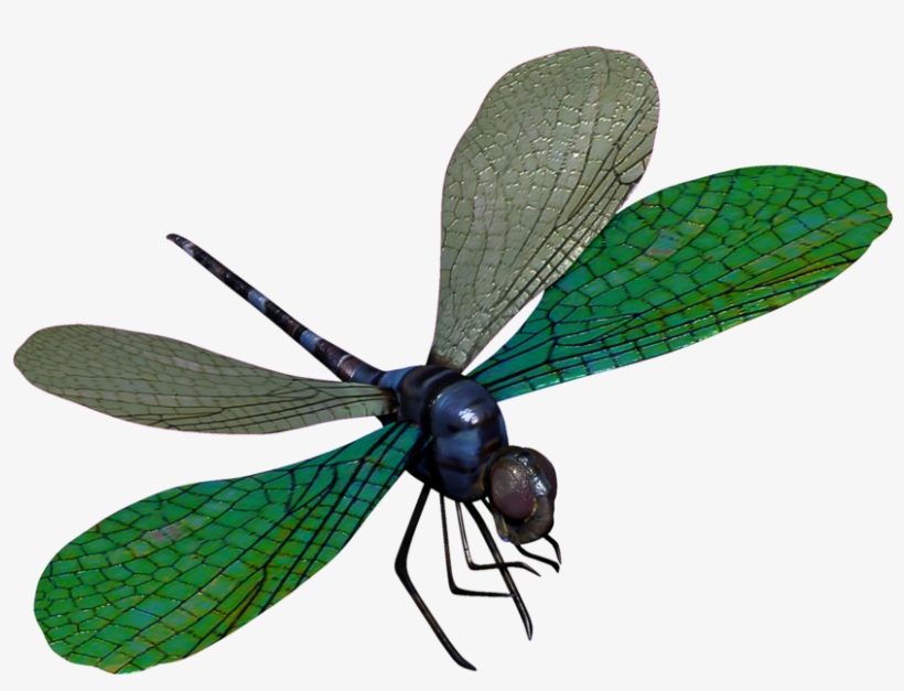 Blue Dragonfly - Dragonfly, transparent png download