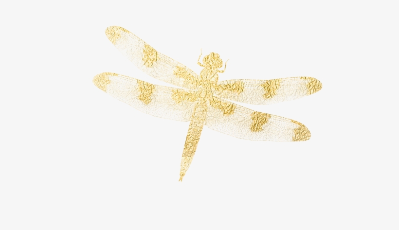 Illustrations - Dragonfly, transparent png download