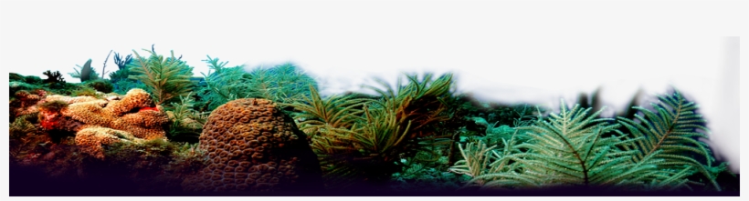 Buckhead Location - Sushi Bar Genki, transparent png download