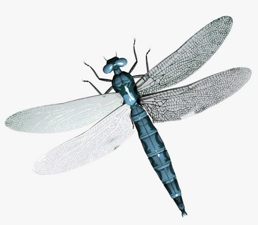 Dragonfly Png - Transparent Background Dragonfly Transparent, transparent png download