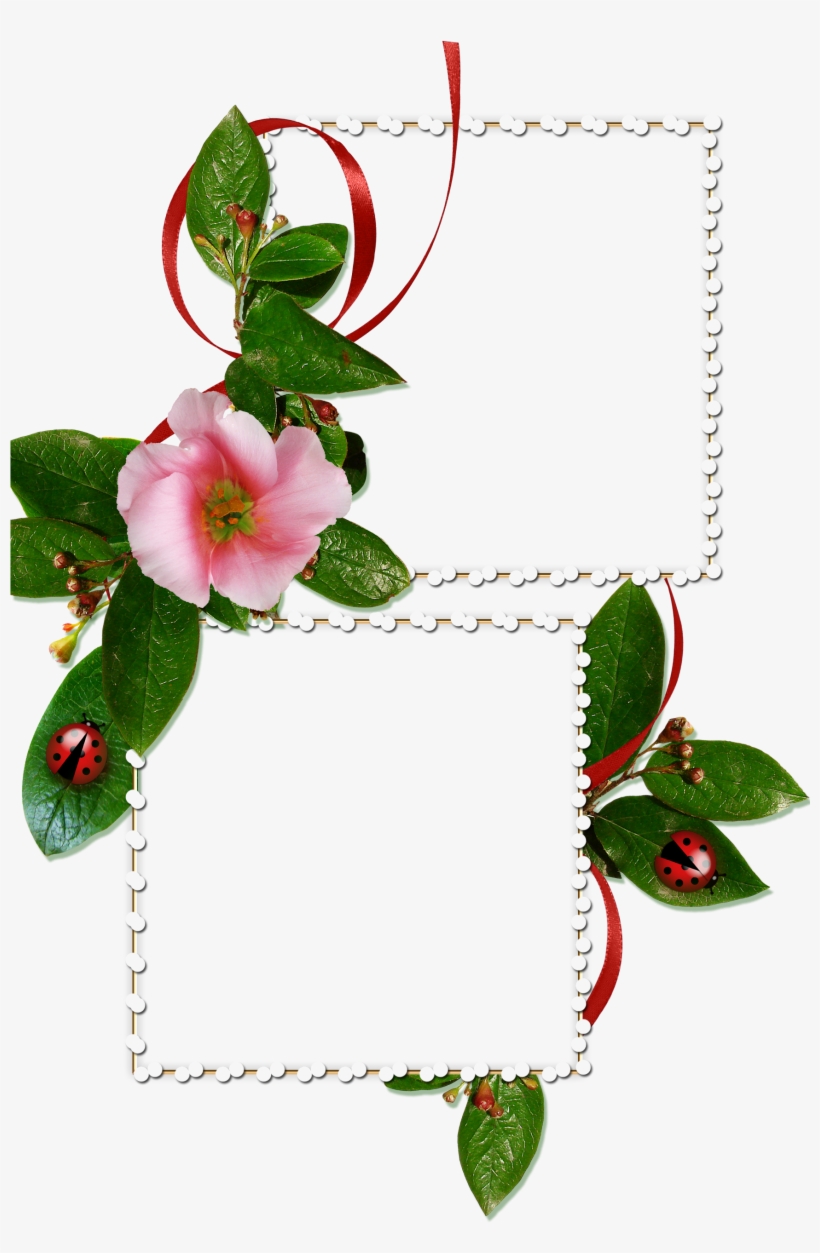 Classifique Isto - - Evergreen Rose, transparent png download