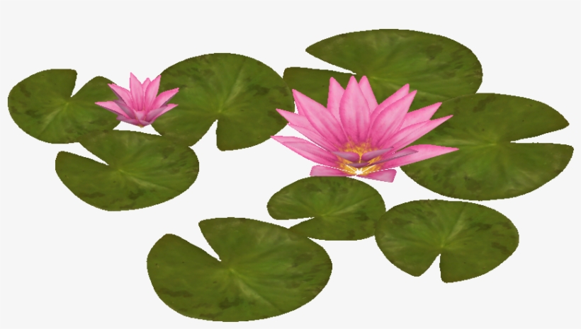 Water Lily 2 - Water Lily Png, transparent png download