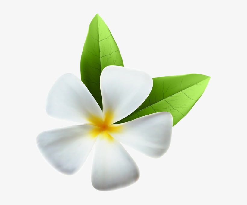 White Exotic Flower Png Clip Art Image - White Exotic Flower Png, transparent png download