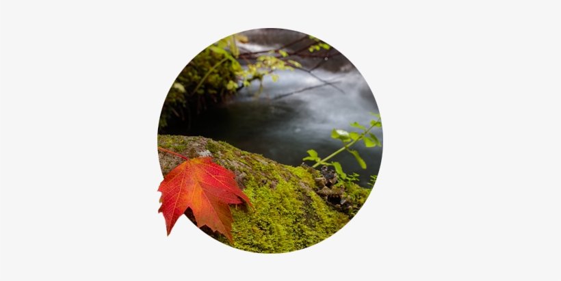 Fall Color Leaf On Mossy Rock Zigzag River Oregon's - Oregon, transparent png download