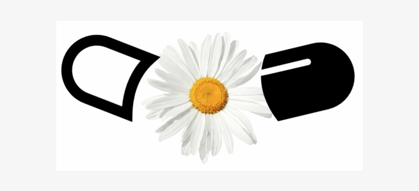 Step Away From The Pill Bottle - Daisy Isolated, transparent png download