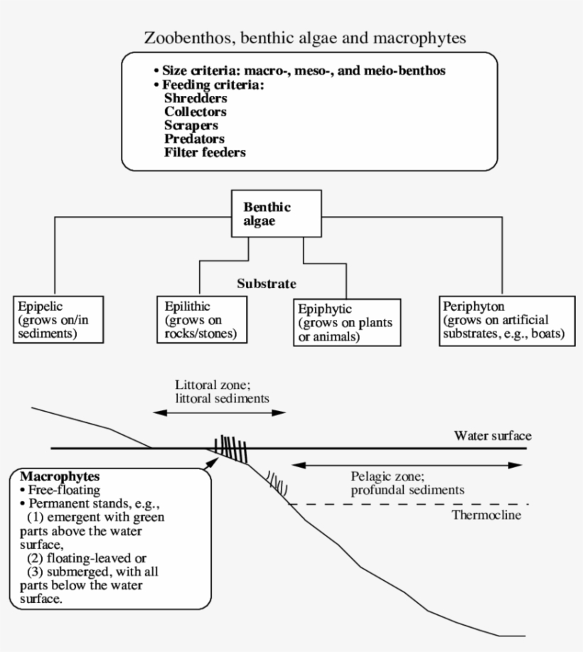 Concepts Related To Zoobenthos, Benthic Algae And Macrophytes - Diagram, transparent png download