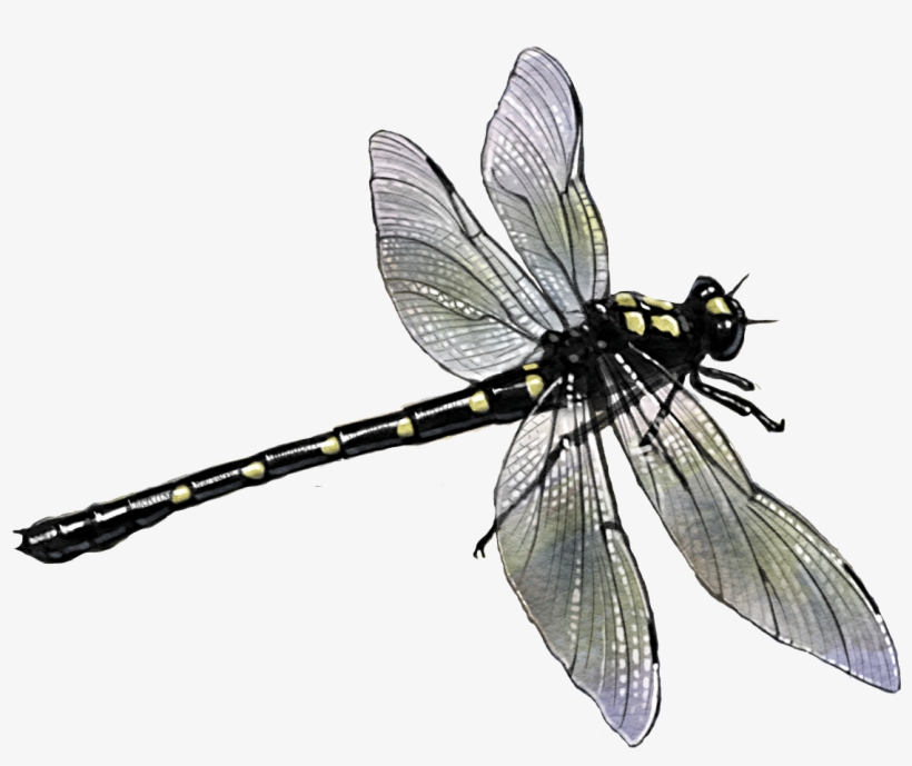 Dragonfly, transparent png download