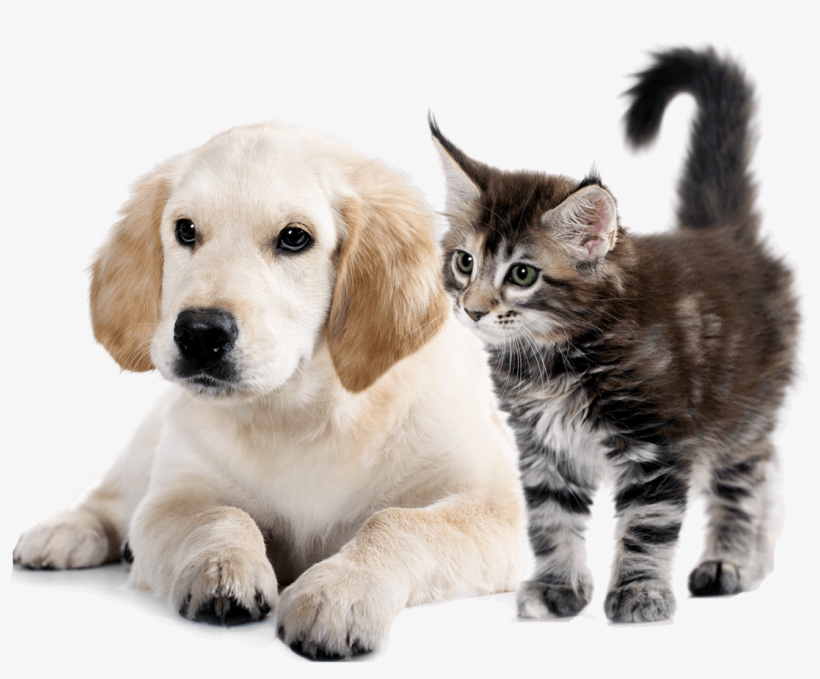 Dog And Cat Admin 2017 10 27t10 - Labrador And Maine Coon, transparent png download
