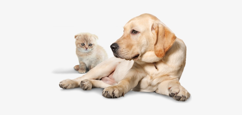 Serrapet The Best Supplements - Dog And Cat Png, transparent png download