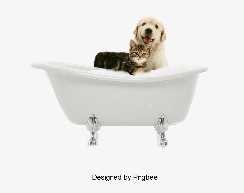 Cute Dogs And Cats, Cute Clipart, Cat Bath, Pet Grooming - Cat, transparent png download