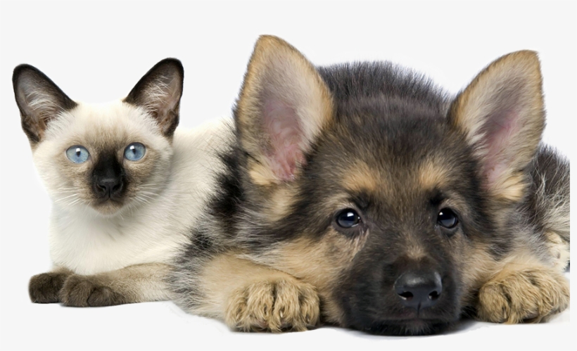 In House Pet Sitting For Cats And Dogs Cleveland Ohio - Cat And A German Shepard, transparent png download