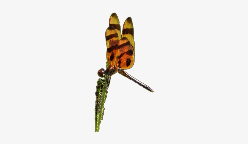 Click And Drag To Re-position The Image, If Desired - Macro Photography, transparent png download