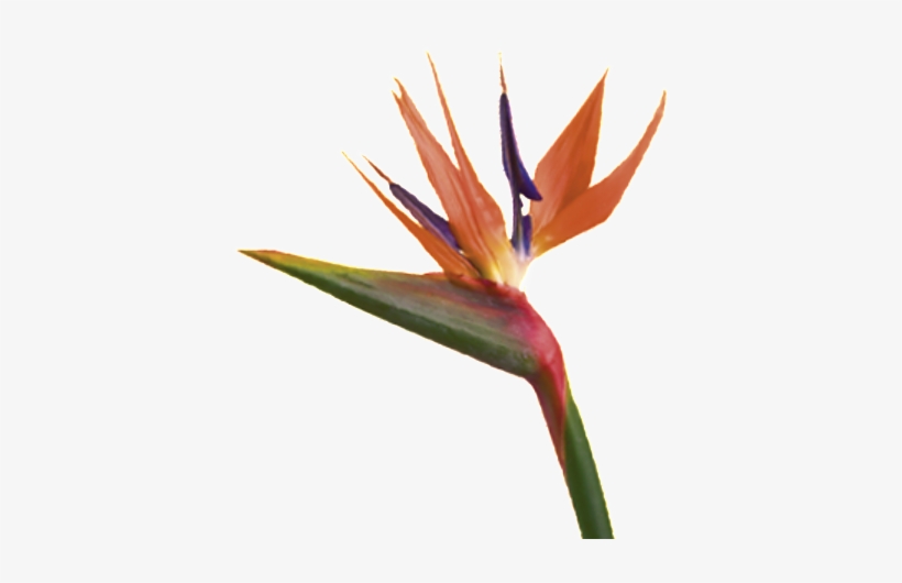 Bird Of Paradise Flower, transparent png download