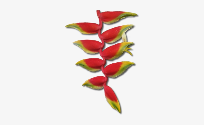 North Qld Flowers, transparent png download