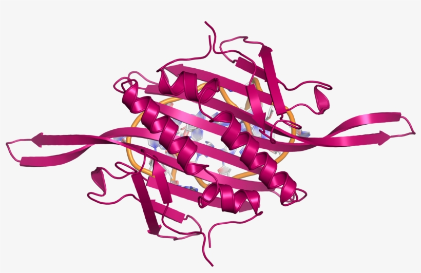 Ms2 Ccdimer Rna Topview - Rna, transparent png download