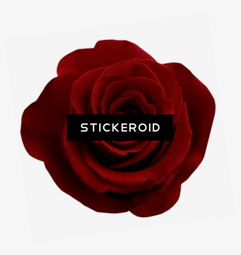 Rose Flowers - Garden Roses, transparent png download