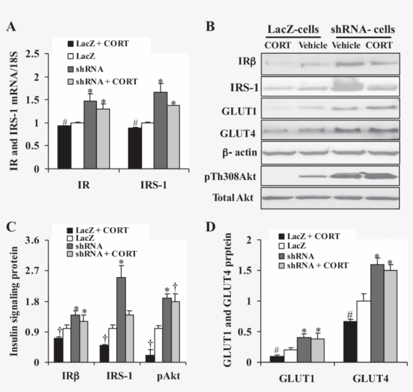 Download - Metropolitan Area, transparent png download