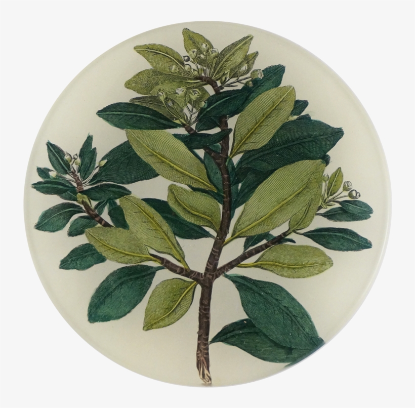 John Derian, transparent png download