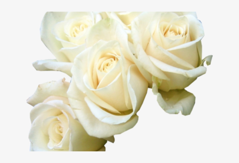 White Rose Png Transparent Images - Good Morning Flowers Rose White, transparent png download