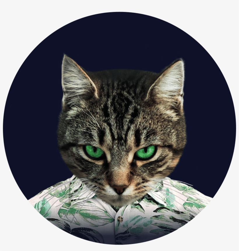 A Touch Of Coconut - Cat, transparent png download