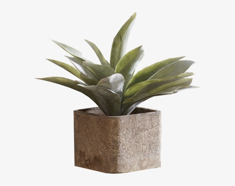 Agave Azul, transparent png download