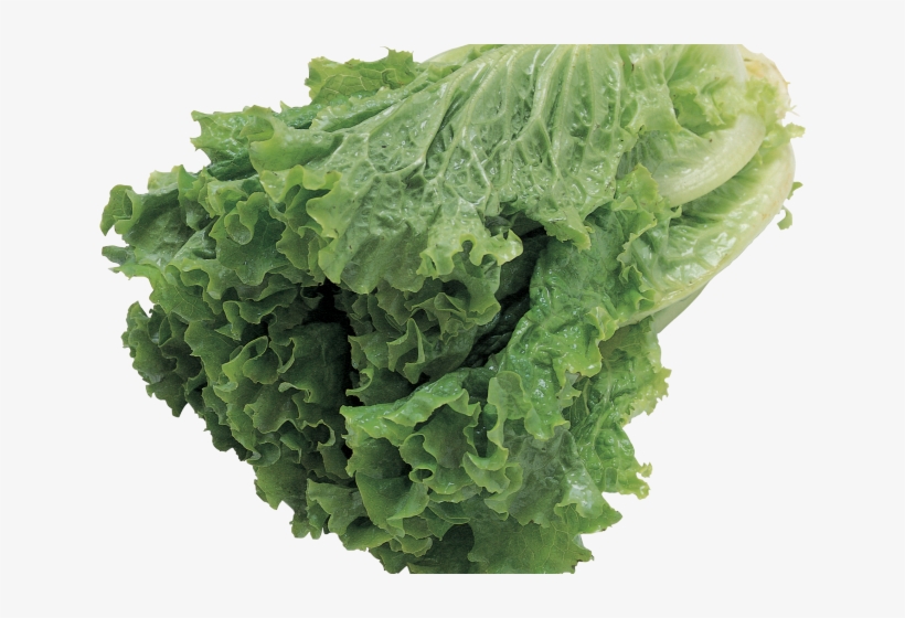 Lettuce Clipart Transparent Background - Butter Lettuce Vegetable Seeds, transparent png download